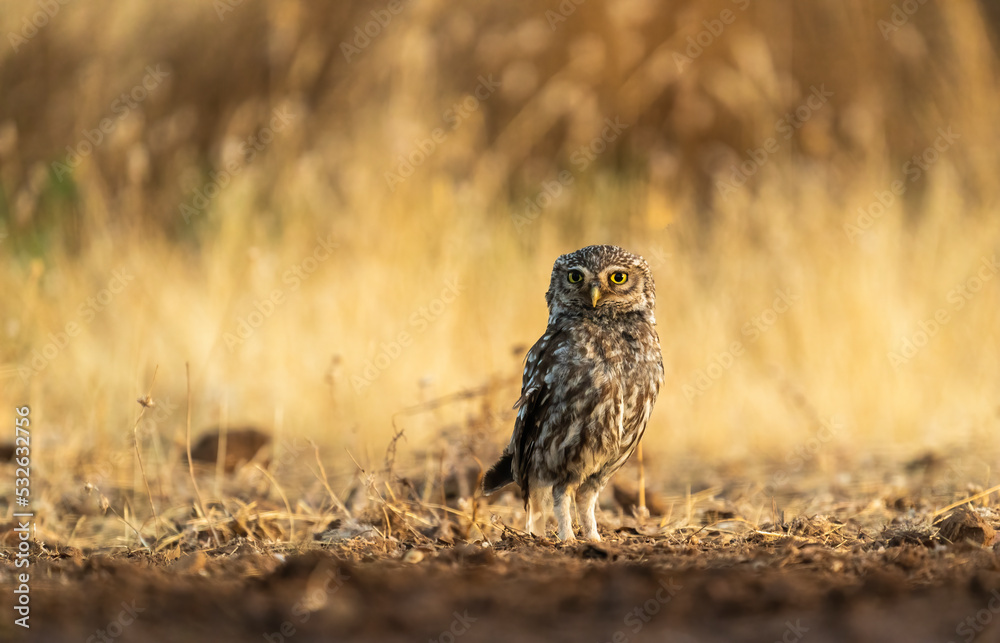 Little Owl In Its Natural Habitat Little Owl In Its Natural Habitat