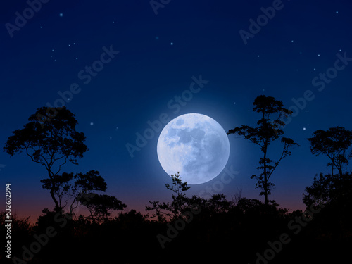 Moonlight in forest landscape