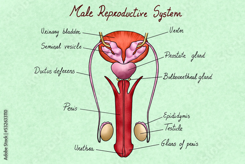 Male reproductive system illustration