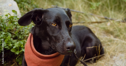Black dog with amber eyes photo