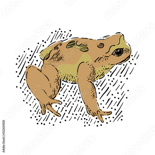 illustration of a Chilean frog, frog chilean, rana chilena de pecho espinoso de Malleco, rana vector, animal anfibio chileno, animal en peligro de extincion, Chilean animal in danger of extinction