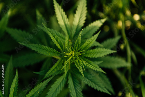  Marijuana Leaves close-up photo