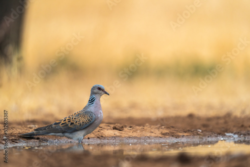 European Turtle Dove Cools Off On A Pond 