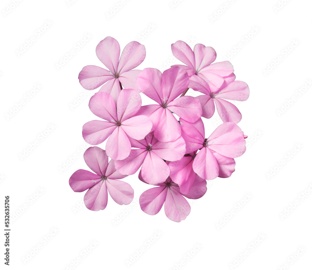 White plumbago or Cape lead wort flowers. Close up pink-purple small flower bouquet isolated on white background. White plumbago or Cape lead wort flowers. Close up pink-purple small flower bouquet isolated on white background.