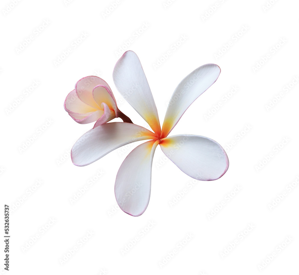 Fototapeta premium Plumeria or Frangipani or Temple tree flower. Close up yellow-pink plumeria flowers bouquet isolated on white background. Top view exotic flower bunch. 