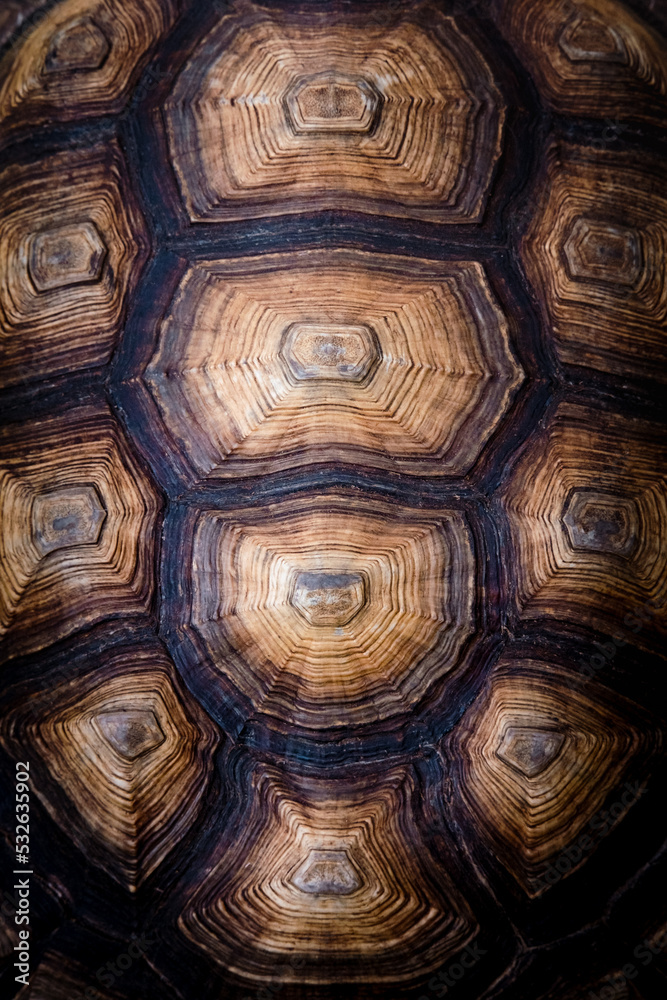 Close-up of a tortoise shell Close-up of a tortoise shell