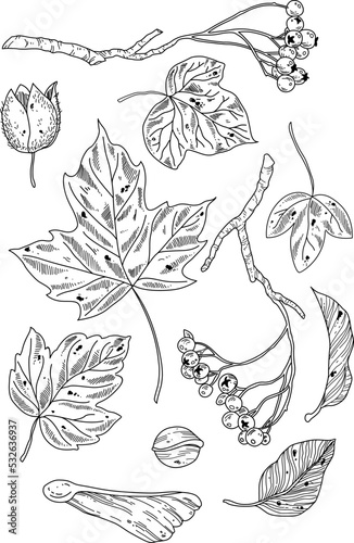 Black and white set of hand drawn of berries and leaves. Botanical hand drawn vector background.