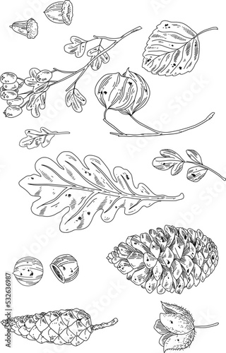 Black and white hand drawn illustration of cone . Botanical hand drawn vector background.