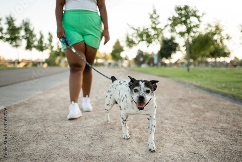 dog walking next to its owner outdoors