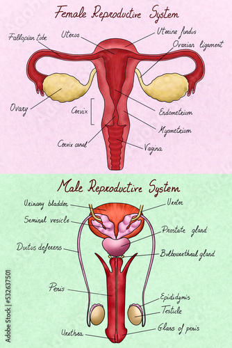 Female and male reproductive system illustration. 