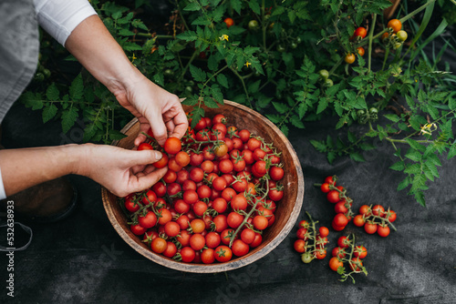 Ripe Cherry tomatoes 