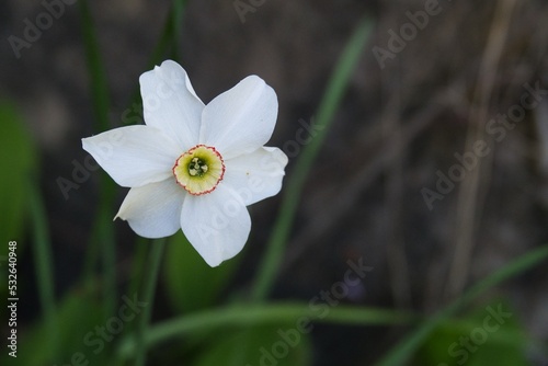 Narcissus in Solitude
