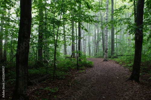 A Walk in the Woods