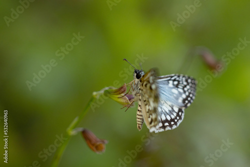 Blue, black and white butterfly, possibly a tropical checked-skipper (Burnsius oileus), in Sarasota, Florida