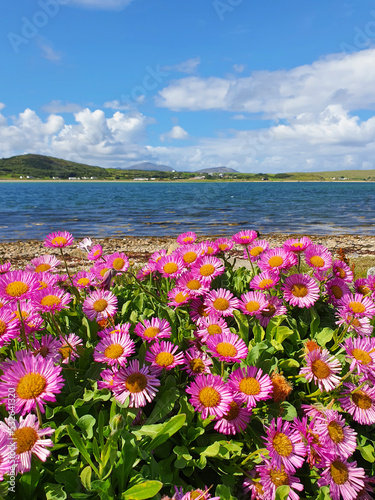 Pink daisies by the sea, Trawbreaga Bay, Malin, Co Donegal photo