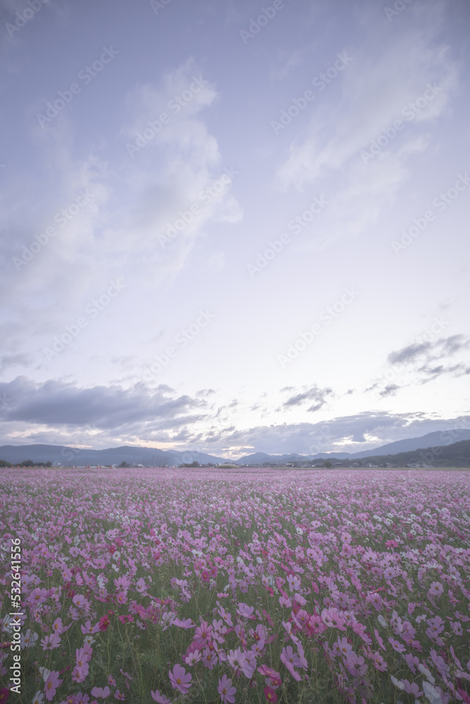 Fototapeta premium 奈良県 藤原宮跡 コスモス