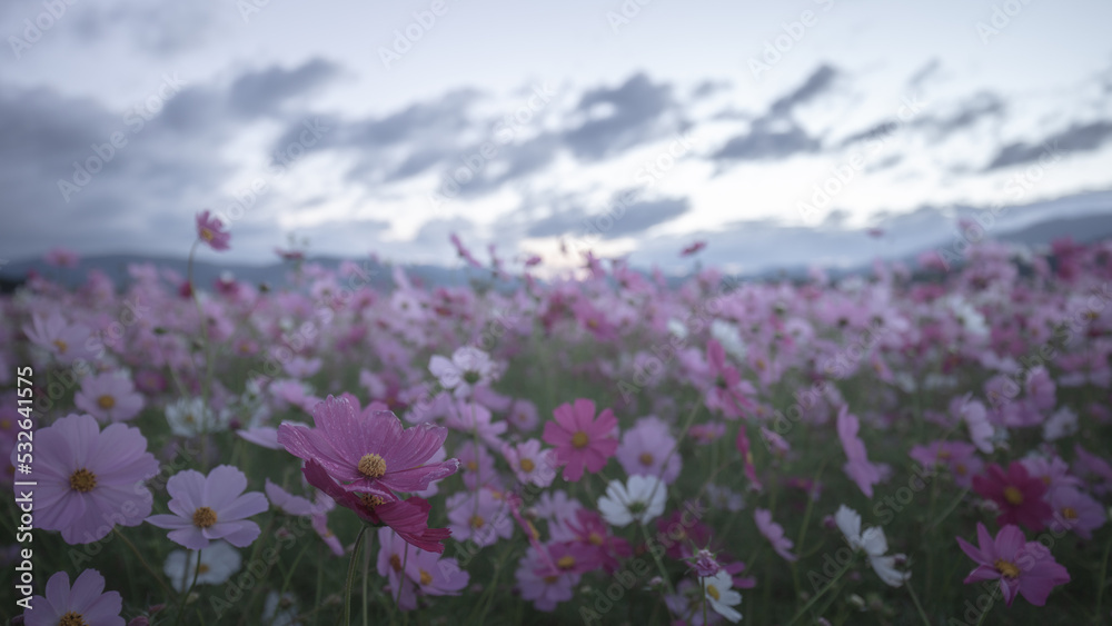 Fototapeta premium 奈良県 藤原宮跡 コスモス