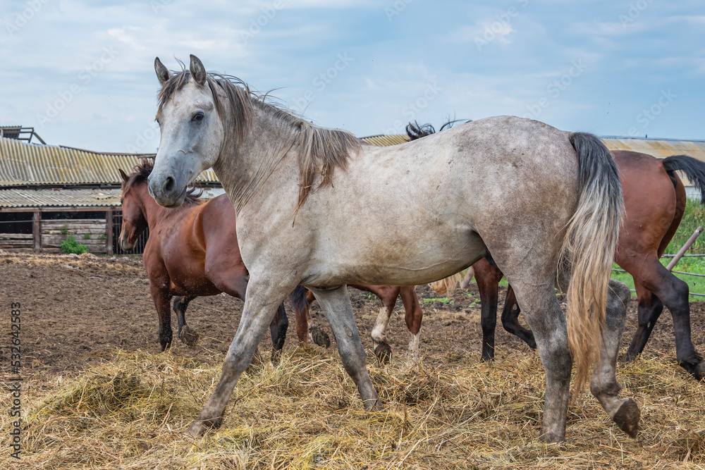 Young and strong light gray horse ( stallion or mare) stands on summer pasture against background of blue cloud sky. Close-up.