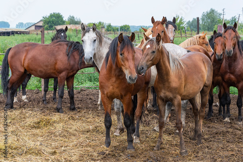 There is small herd of colorful horses in open pasture. Summer walk of agricultural cattle. © mityru
