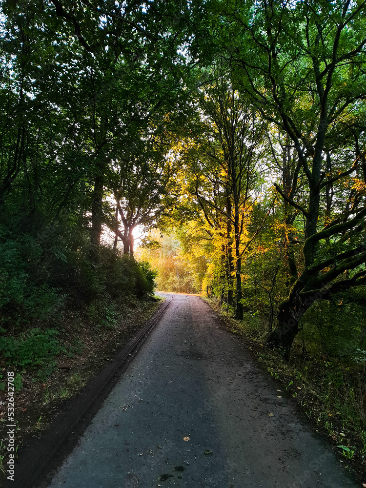 road in the autumn