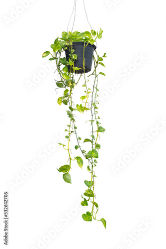 Epipremnum aureum or golden pothos hanging in black plastic pot isolated on white background included clipping path.