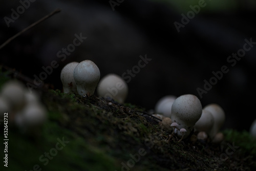 Принти на полотні Lycoperdon pyriforme mushrooms, known as stump puffball in the forest