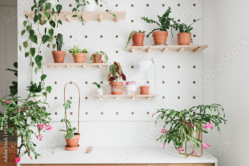 Plant Shelf photo