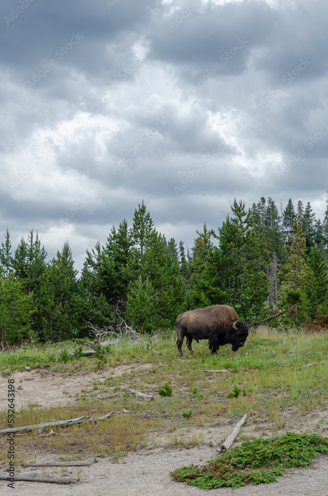 Wild Wyoming Bison Grazing