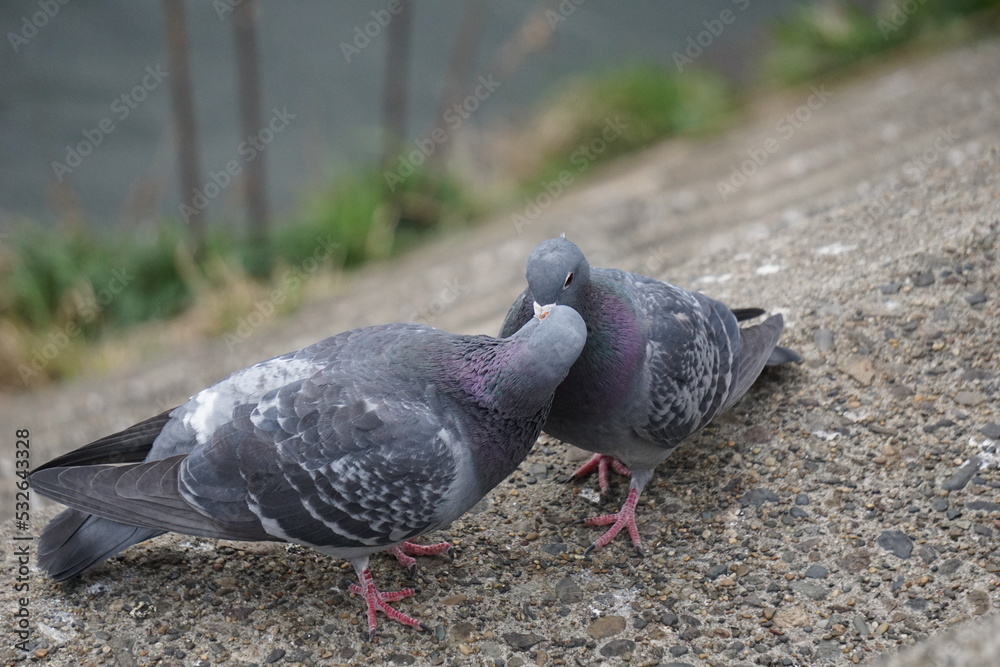 Obraz premium はと