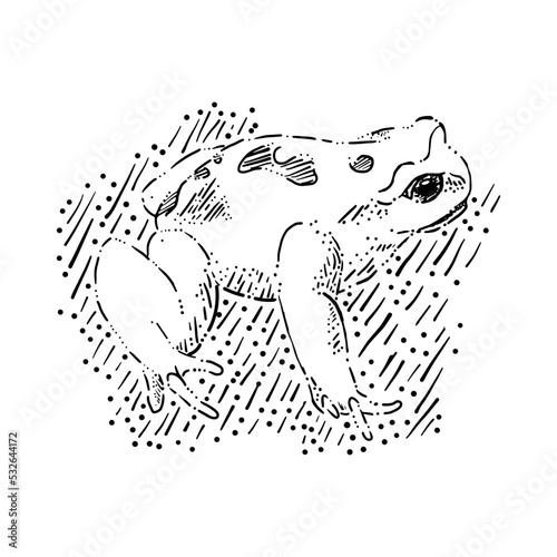 illustration BL of a Chilean frog, frog chilean, rana espinoso de Malleco, rana vector, animal en peligro de extincion, Chilean animal in extinction