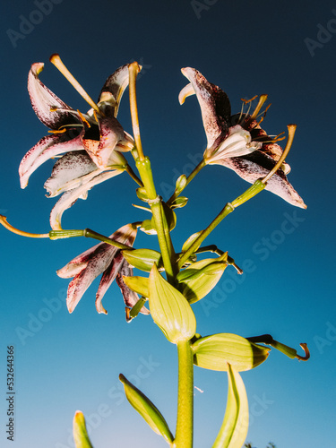 Tiger lily in the garden. photo