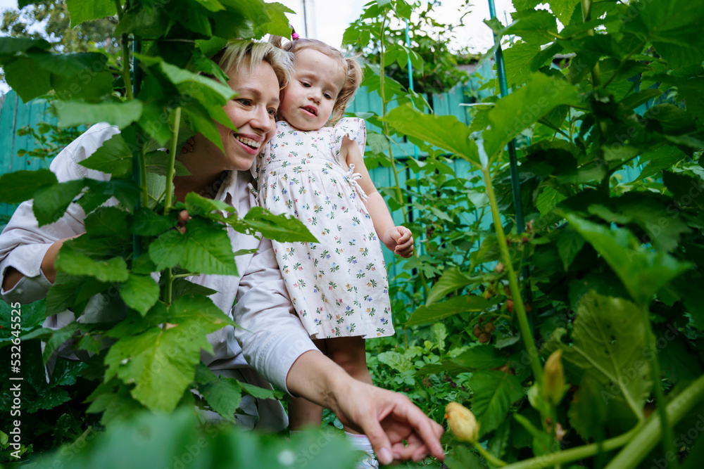 Mom and daughter pick vegetables in the garden Mom and daughter pick vegetables in the garden