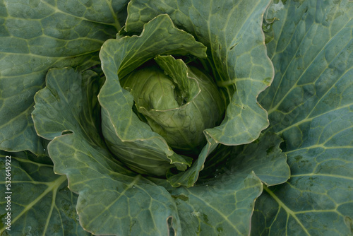 Cabbage harvest photo