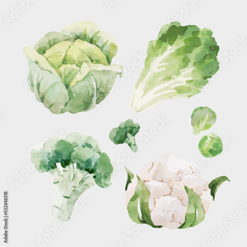 Foto Beautiful vector stock clip art illustration with hand drawn watercolor tasty broccoli cauliflower cabbage Brussels sprouts lettuce vegetable