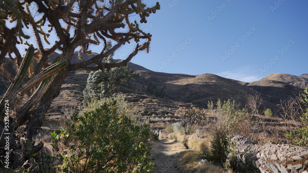 La nature desertique, sec et torride des environs du mirador d'Ocolle du Perou, promenade et marche sur un chemin longeant les hautes montagne