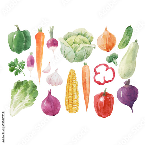 Beautiful vector set with hand drawn watercolor healthy vegetable food. Cabbage corn broccoli onion zucchini lettuce papper radish illustrations