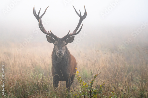 Fototapeta Naklejka Na Ścianę i Meble -  Red Deer (Cervus elaphus) stag during the rutting season. Bieszczady Mts., Carpathians, Poland.