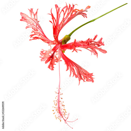 exotic tropical red hibiscus schizopetalus flower isolated on white background photo