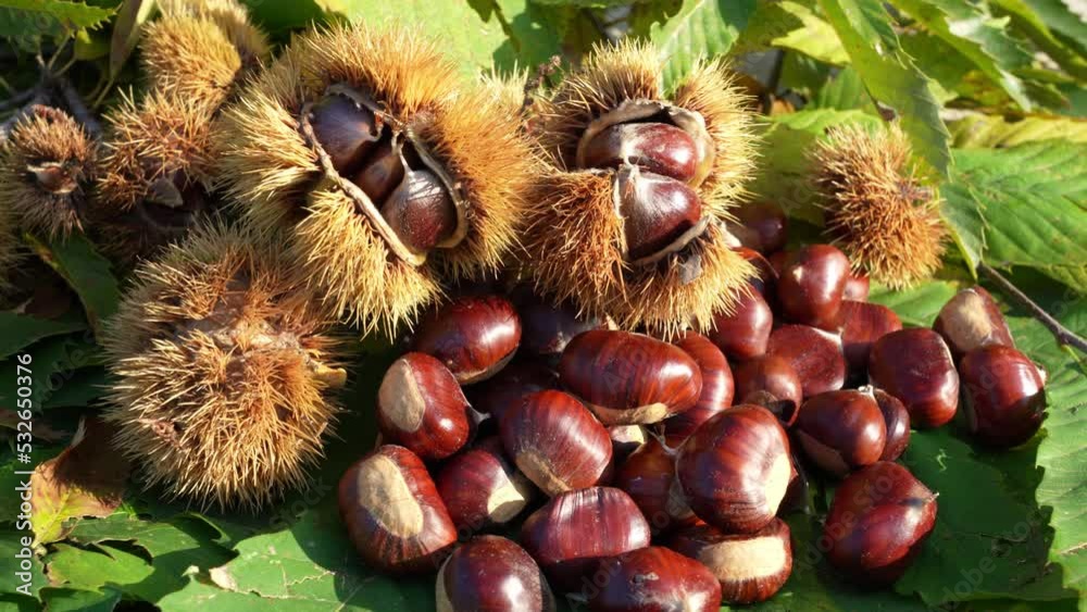 Autumn composition of chestnuts, hedgehogs and chestnut leaves. Fall season. Warm colors. Food background Autumn composition of chestnuts, hedgehogs and chestnut leaves. Fall season. Warm colors. Food background