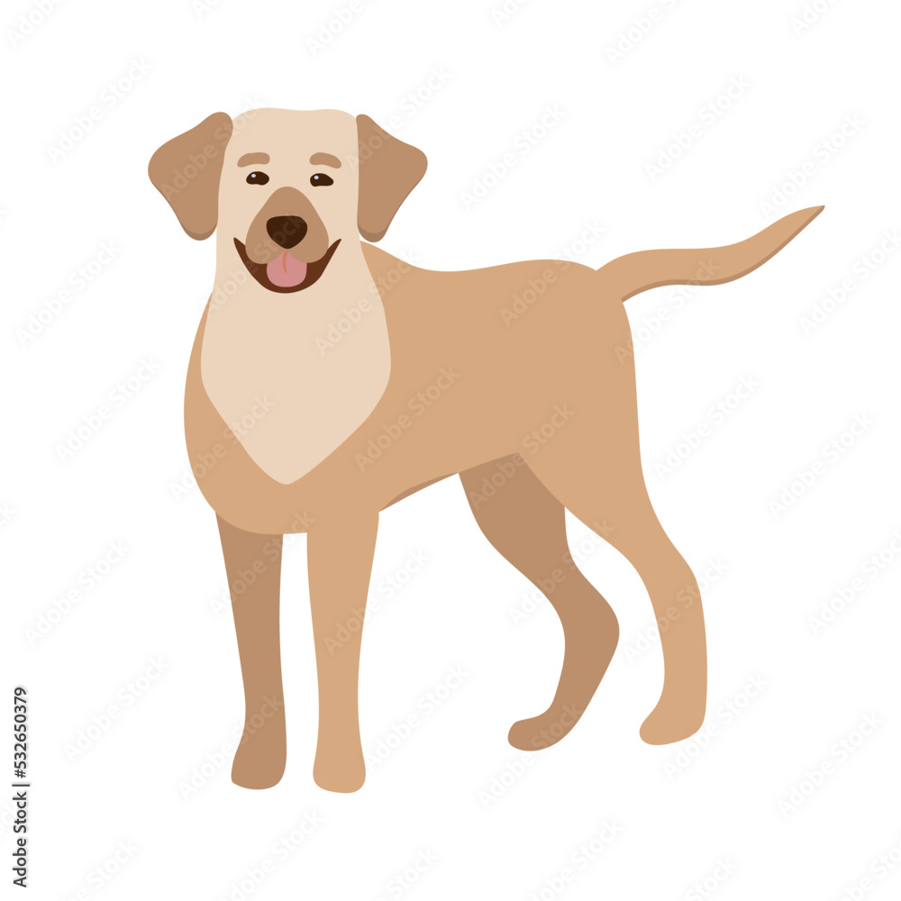 Labrador. Vector flat illustration of cute big dog Isolated on white
