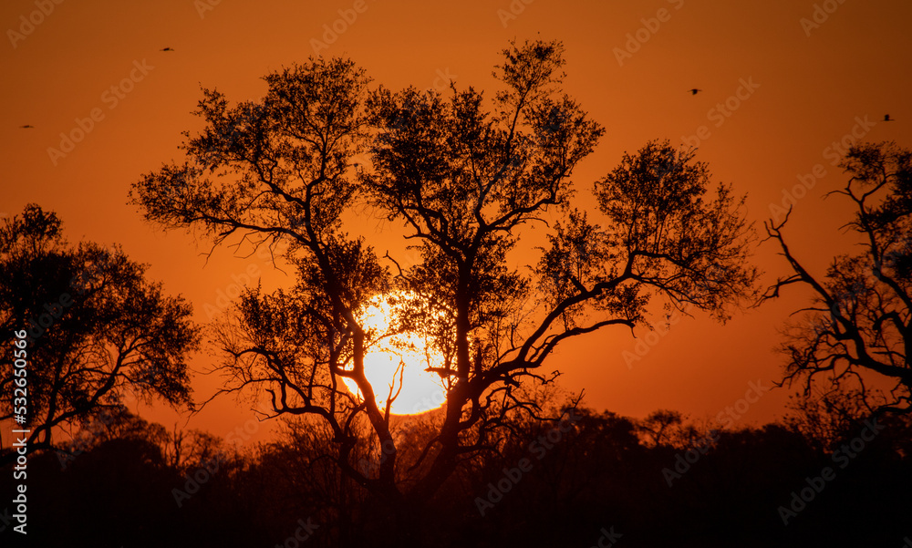Quintessential Africa - a fiery sunset with silhouetted trees 