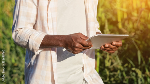African American agronomist searches data about corns via white tablet. Black farmer types information about harvest on rustic plantation, sunlight