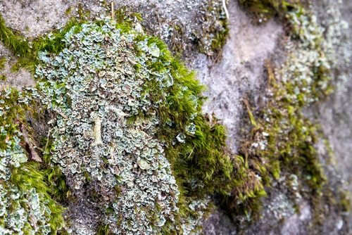 moss on stone in forrest