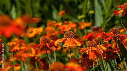 Beautiful autumn orange flowers.