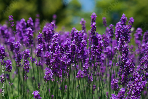 Blooming fragrant lavender flowers on a field..