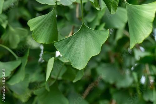 Leaves of ginkgo biloba. Close-up of Ginkgo biloba leaves back lit.