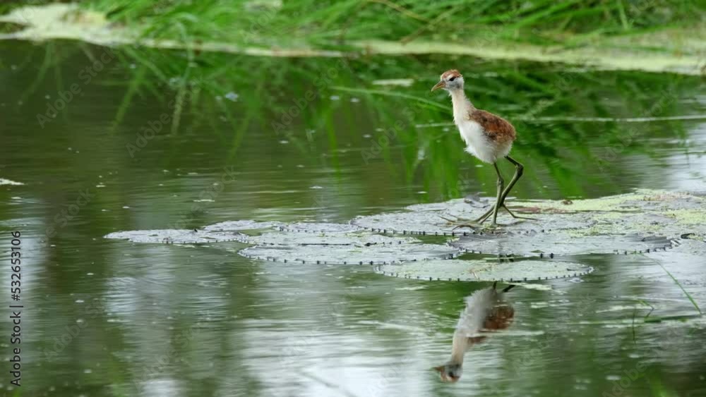 A chick on a wide leaf of a Lily cautiously looking around, Bronze-winged Jacana, Metopidius indicus, Pak Pli, Nakorn Nayok, Thailand. A chick on a wide leaf of a Lily cautiously looking around, Bronze-winged Jacana, Metopidius indicus, Pak Pli, Nakorn Nayok, Thailand.