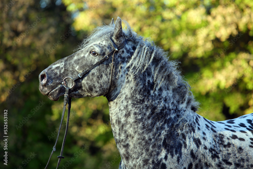Appaloosa Dapple horse in autumn ranch