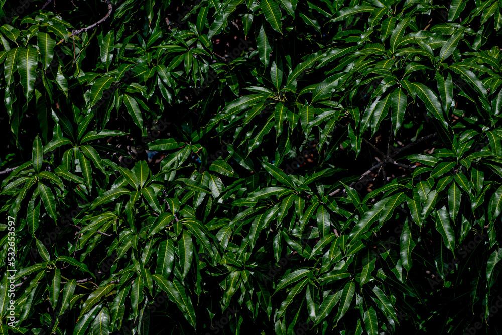 Green mango leaves background on tree in the orchard as fresh green nature backdrop and wallpaper Green mango leaves background on tree in the orchard as fresh green nature backdrop and wallpaper