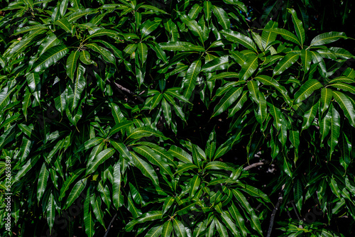 Green mango leaves background on tree in the orchard as fresh green nature backdrop and wallpaper